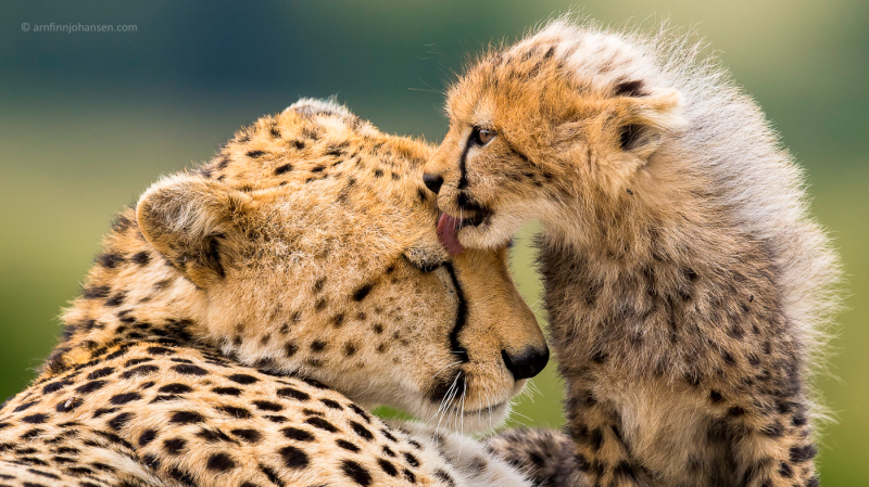 Naturfotografen Arnfinn Johansen